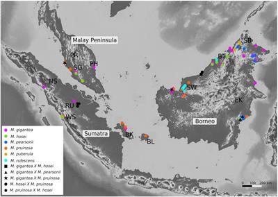 Biogeography of the Sunda Shelf revisited: Insights from Macaranga section Pruinosae (Euphorbiaceae)